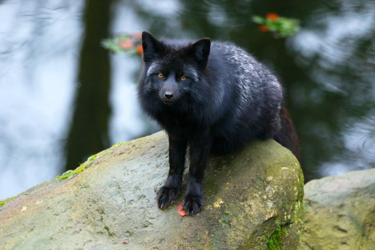 Чернобурая лисица