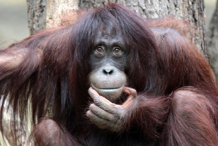 Самая страшная обезьяна