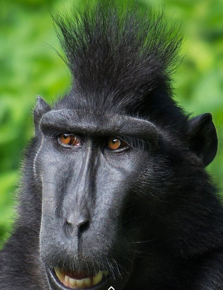 Черная обезьяна