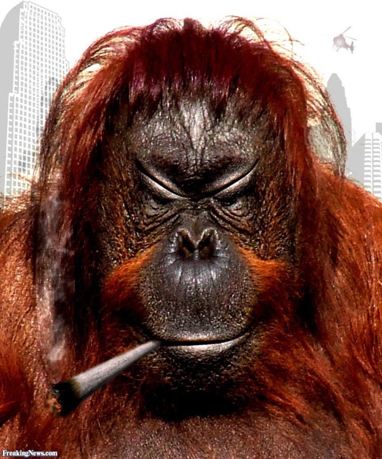 Некрасивая обезьяна