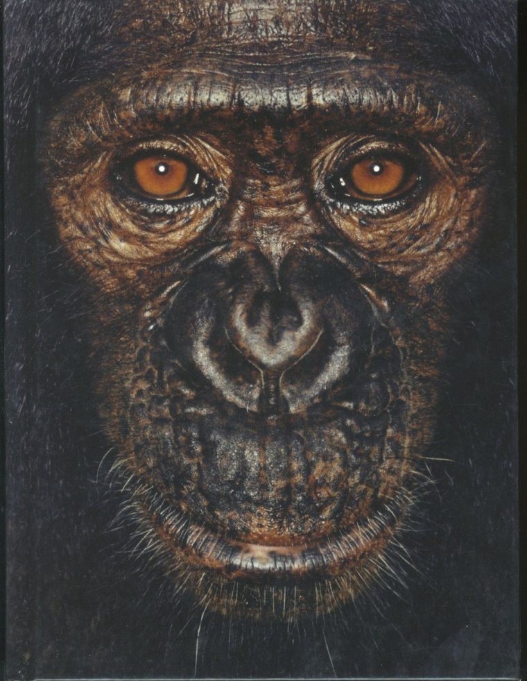 Страшная морда обезьяны