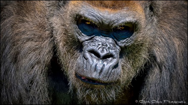 Злая обезьяна