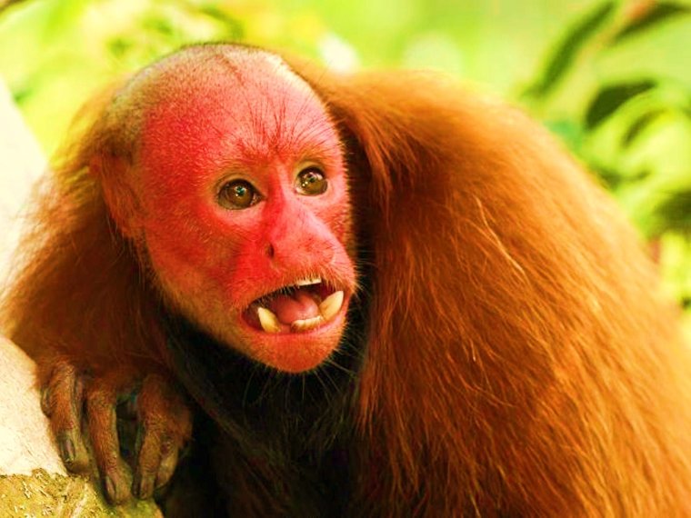 Уакари обезьяна