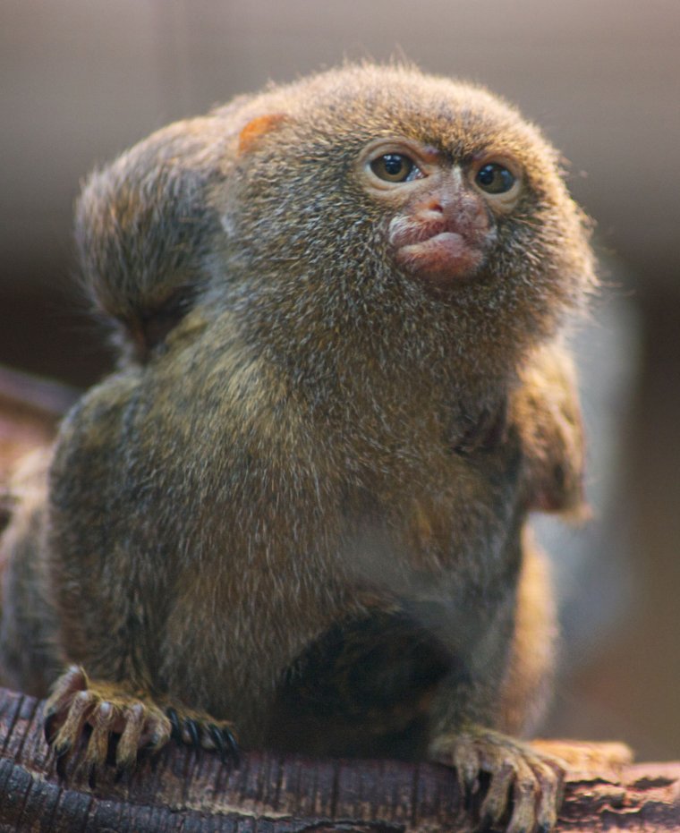 Черноголовый уакари