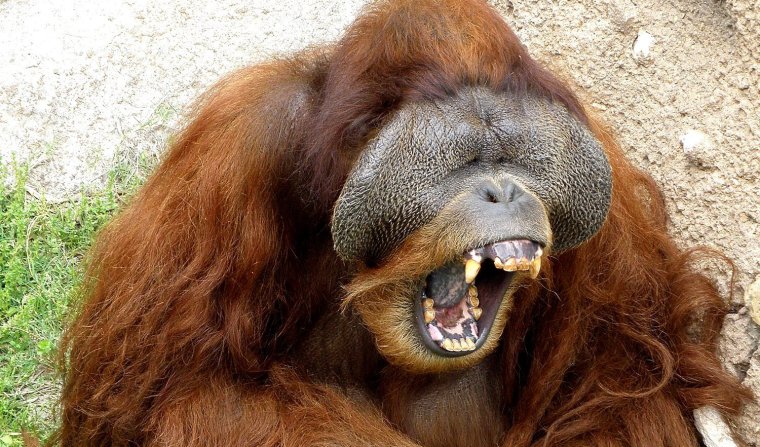 Жирный орангутан