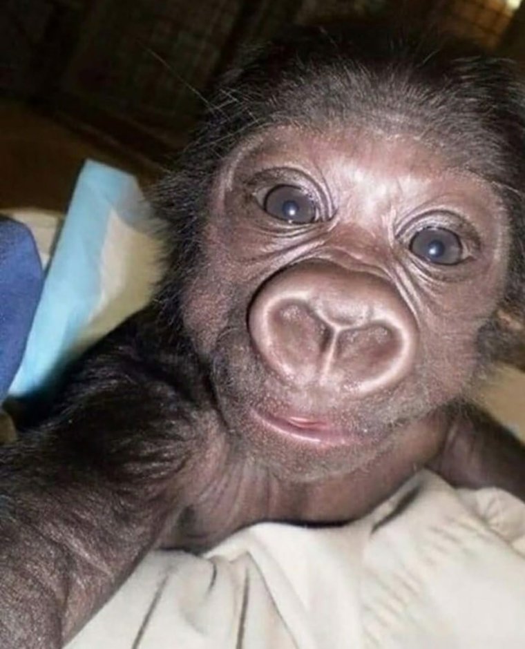 Ноздри обезьяны