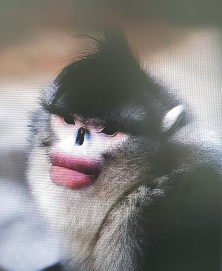 Тонкинский ринопитек