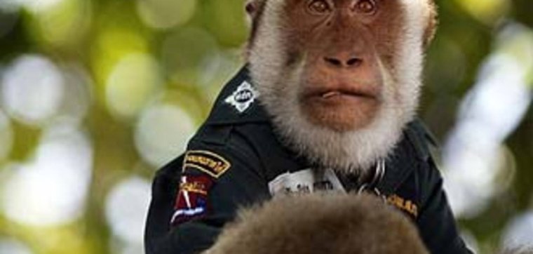 Обезьянка в форме