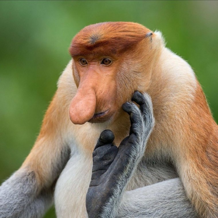 Обезьяна носач остров Борнео