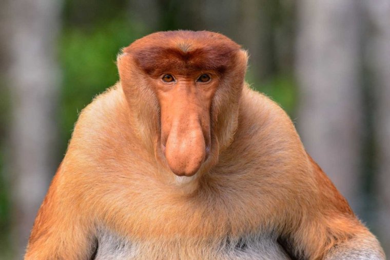 Обезьяна носач