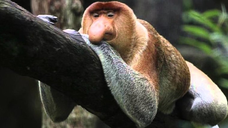 Шимпанзе носач