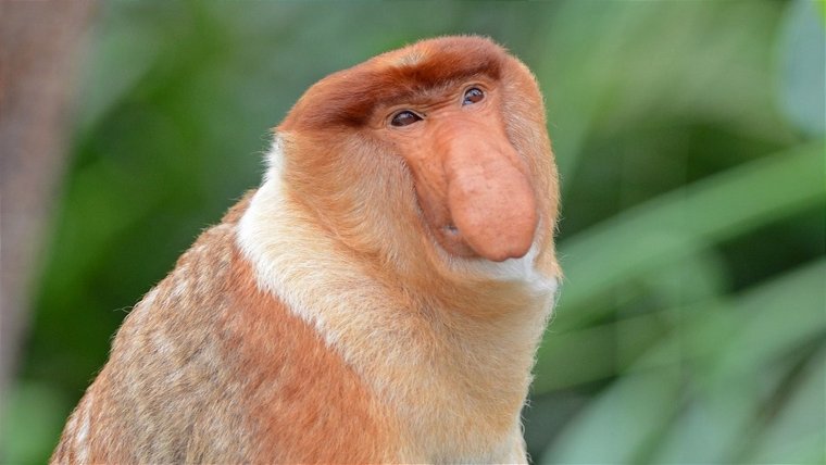 Мартышковые нос