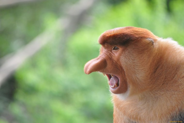 Обезьяна носач
