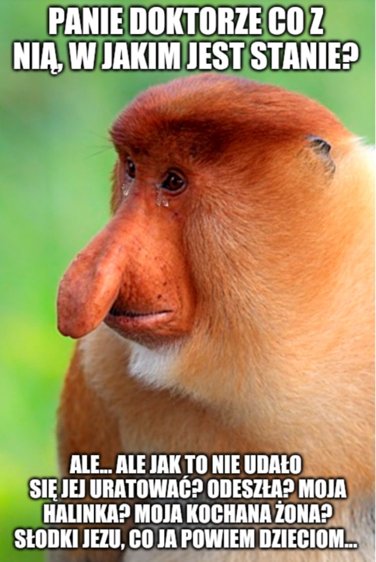 Обезьяна с большим носом оранжевая