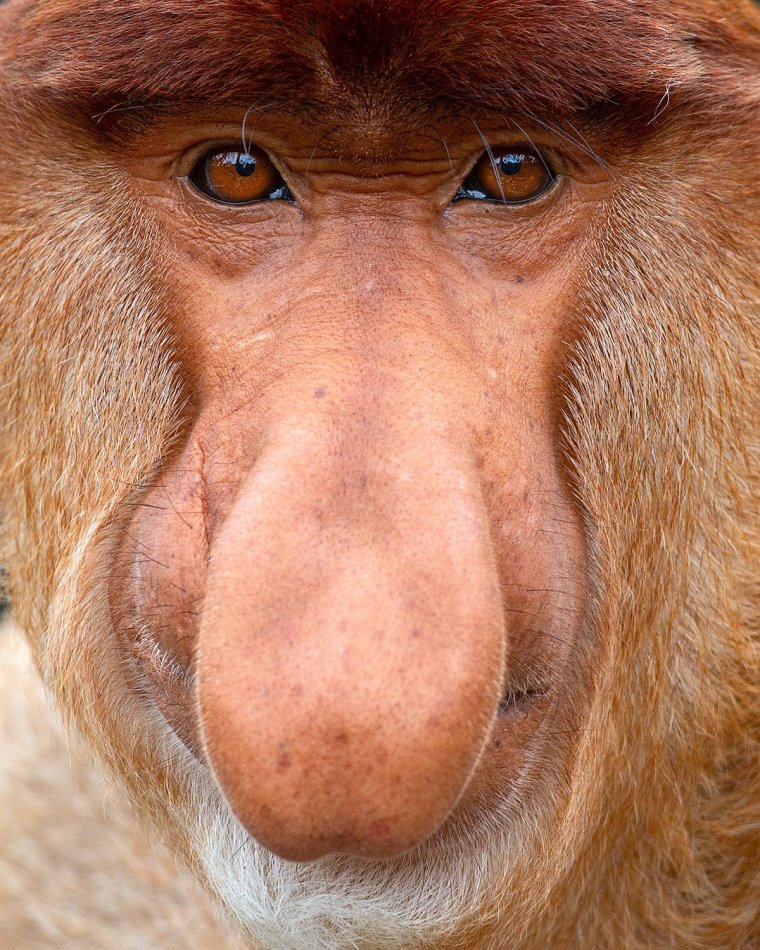 Пробоскис обезьяна