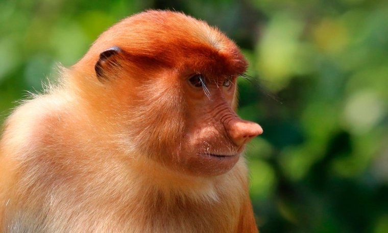 Кахау самка