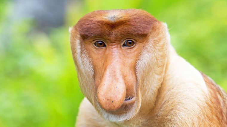 Обезьяна с длинным носом