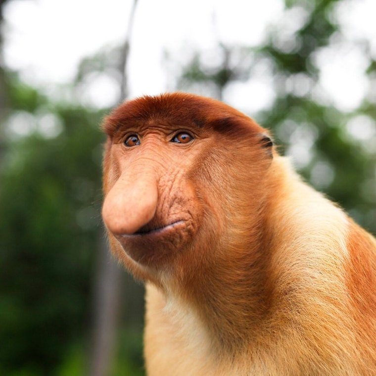 Шимпанзе носач