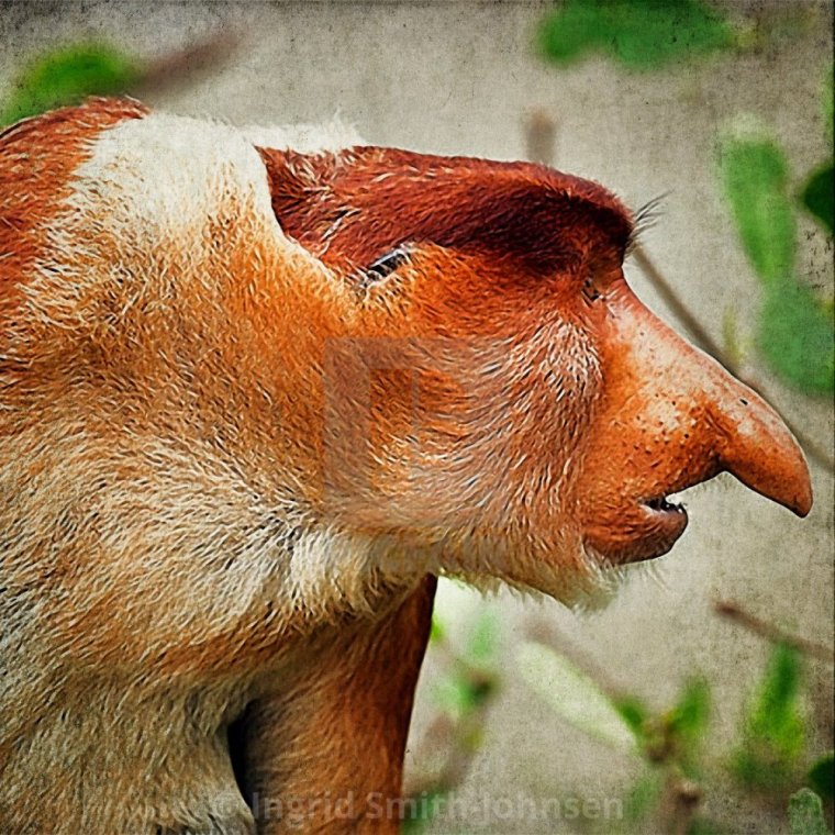 Бабуин носач