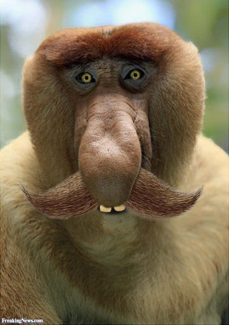 Обезьяна носач