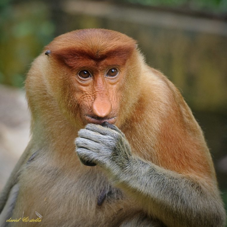 Обезьяны носачи Кубачи