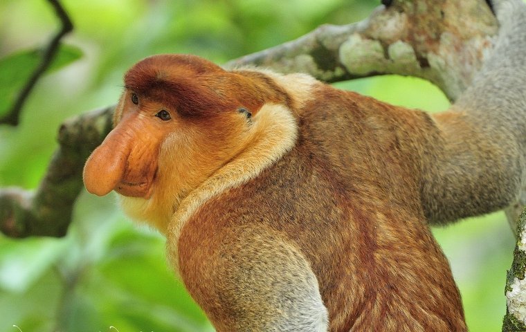 Обезьяны Барнео носатые