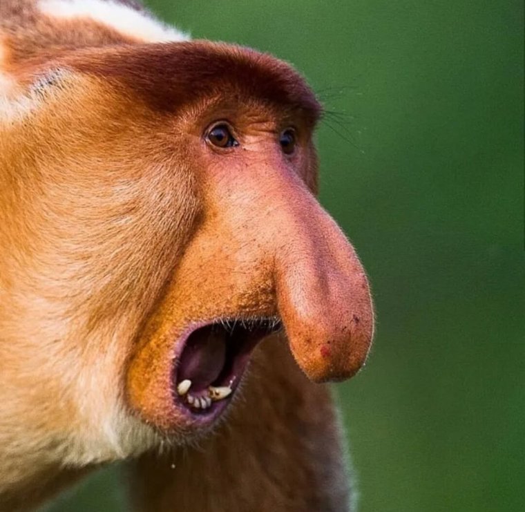 Йохан шнобель