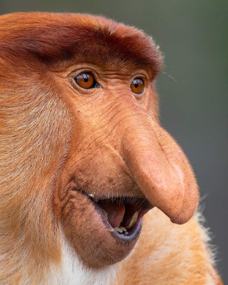 Бабуин носач