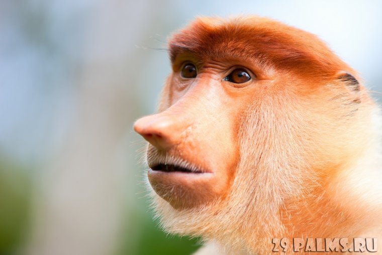 Обезьяний нос