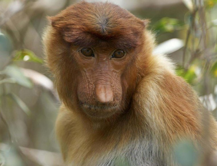 Бабуин носач