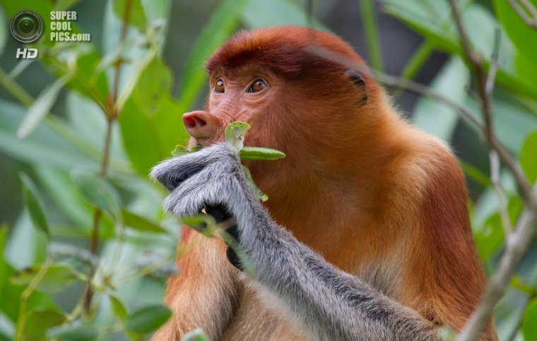 Эндемик Борнео кахау