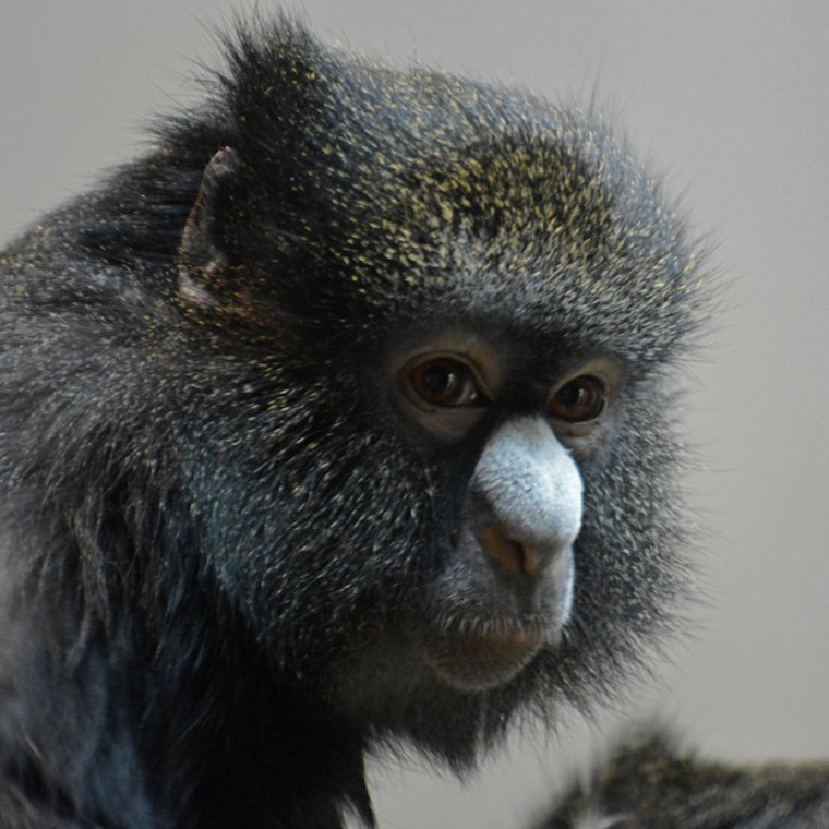 Cercopithecus nictitans