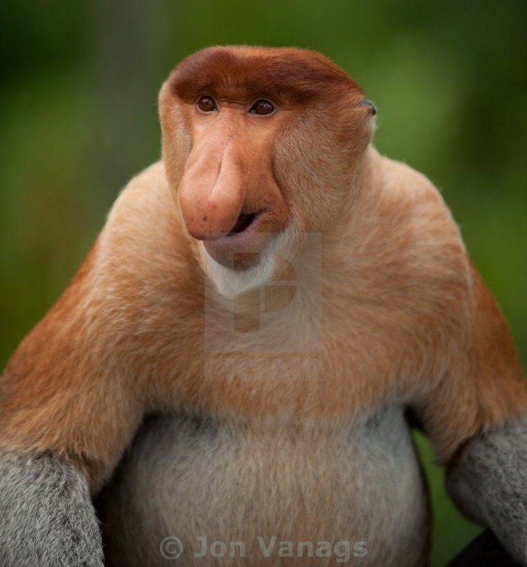 Обезьяна носач кахау