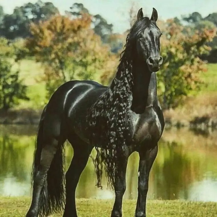 Цыганская Фризская лошадь