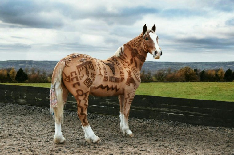 Лошадей породы Фред