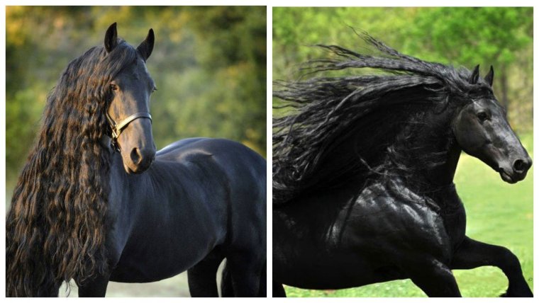 Черные лошади много