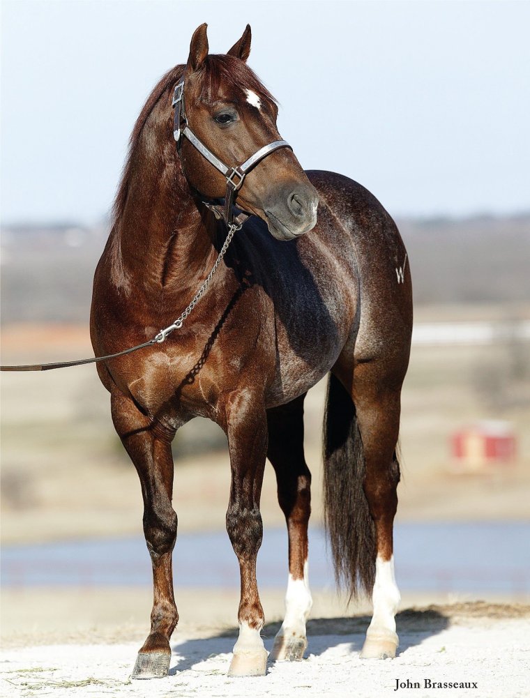Дорогие лошади