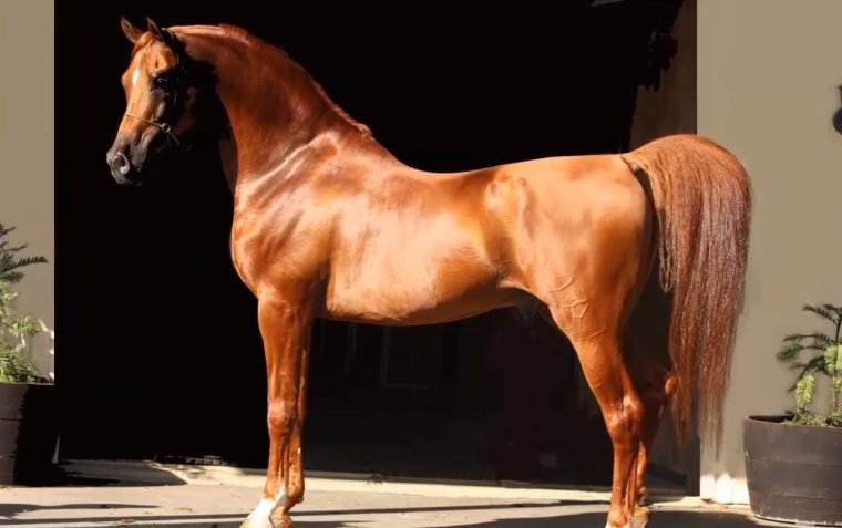 Масти арабских лошадей