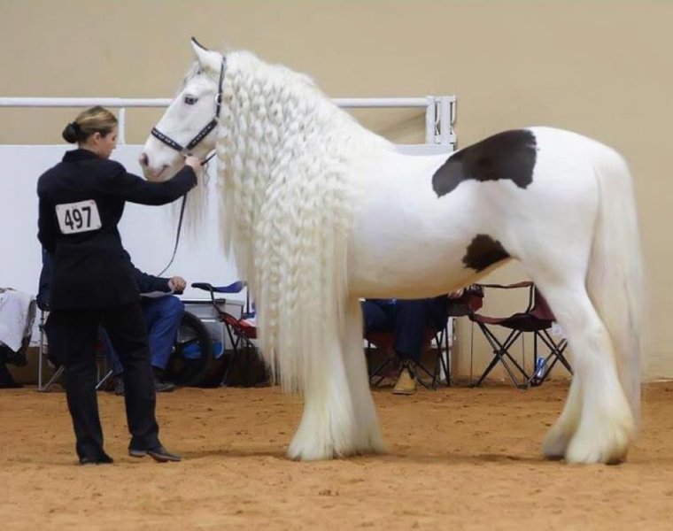 Самая дорогая лошадь