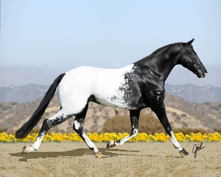 Аппалуза Вороная