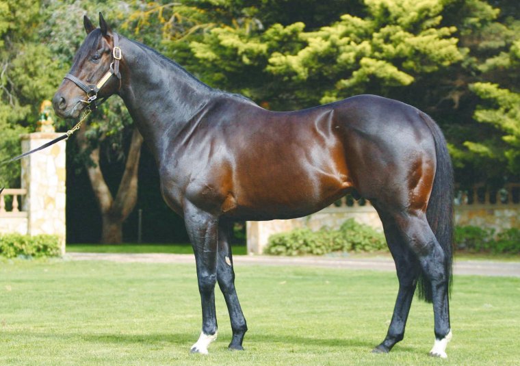 Английская чистокровная порода лошади Эстетика