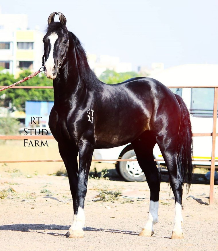 Марвари чистокровная