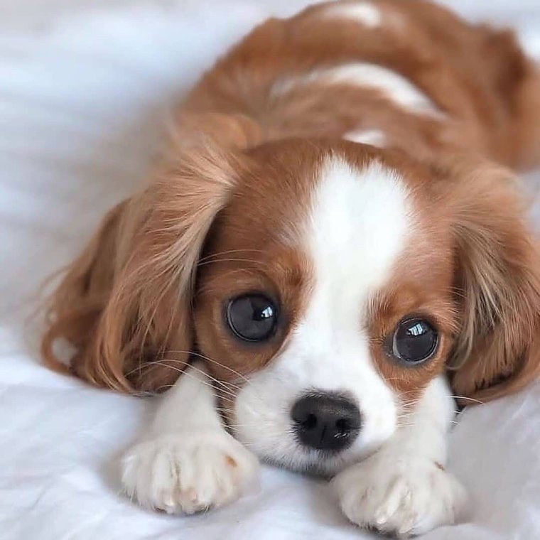 Кавалер Кинг Чарльз спаниель милые