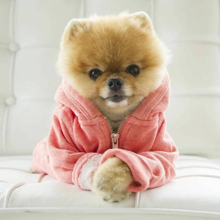 Померанский шпиц Тедди