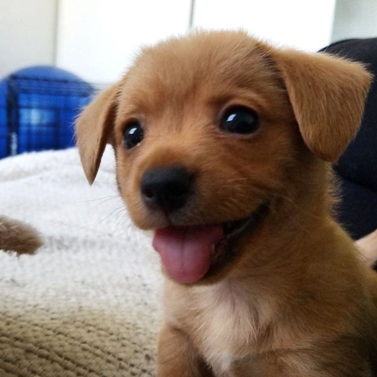 Щенки очень милые