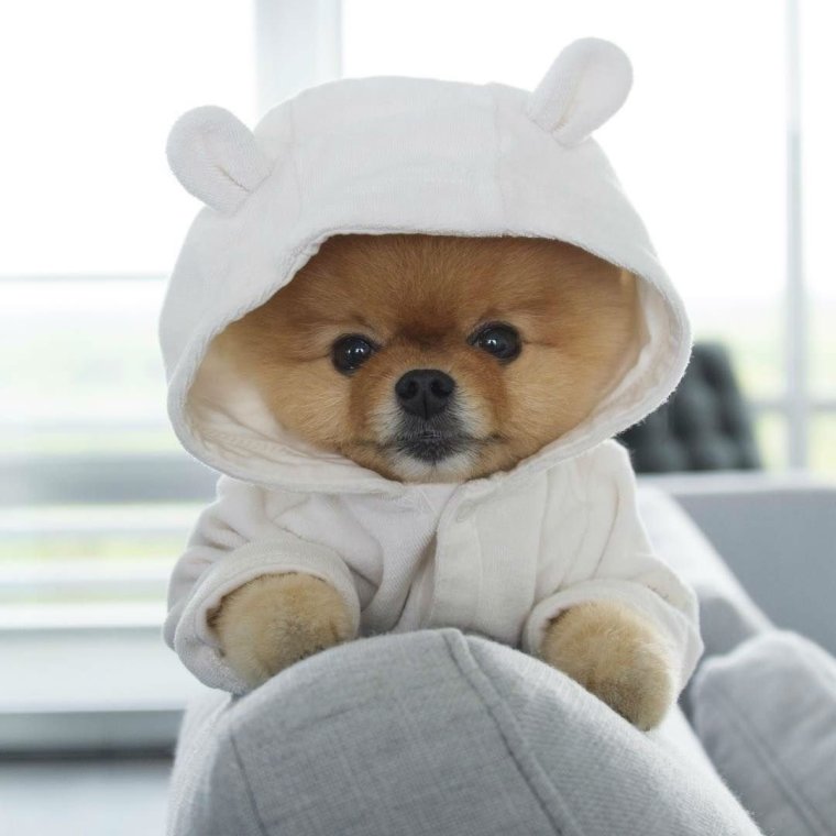 Померанский шпиц jiffpom белый