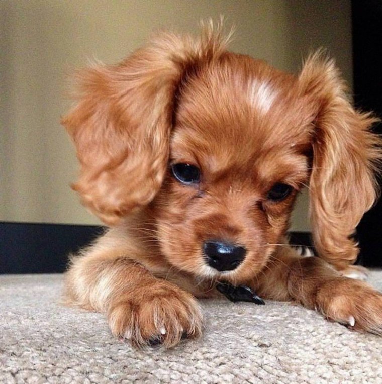 Красивые щенки