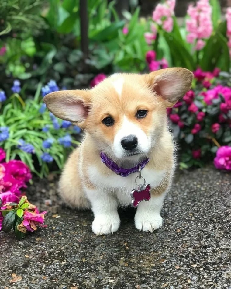 Вельш корги мини