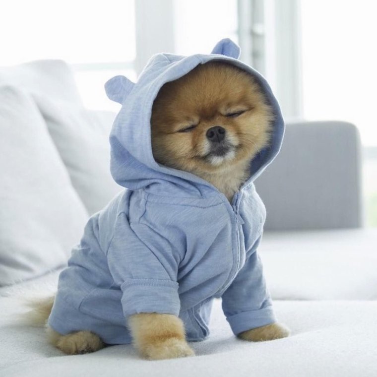 Милые собачки