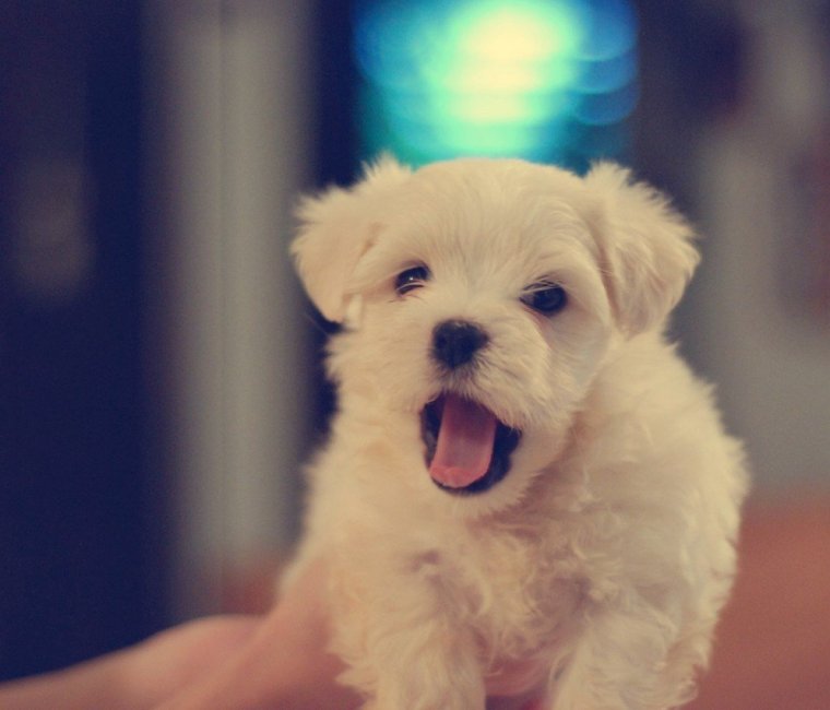 Маленькие милые щенки